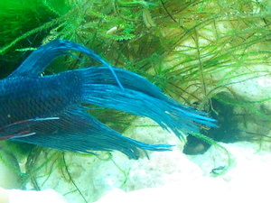 betta1