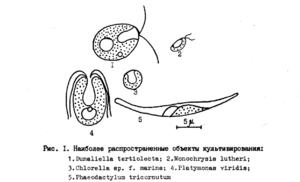 Platymonas (Tetraselmis)