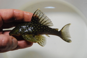 Лорикария-хамелеон Pseudohemiodon apithanos WF