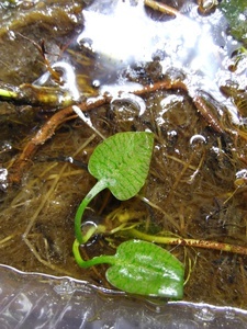 Криптокорина бурая (Cryptocoryne fusca)