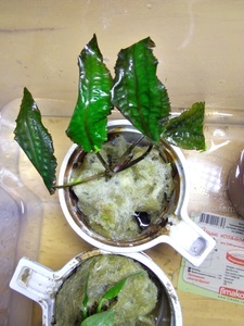 Cryptocoryne striolata (Криптокорина стриолата)