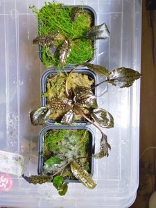 Cryptocoryne striolata (Криптокорина стриолата)