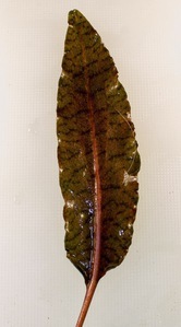 Cryptocoryne striolata (Криптокорина стриолата)