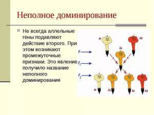 Генетика анциструсов