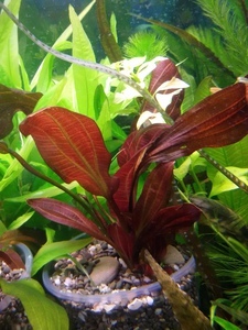 Echinodorus Dark Beauty