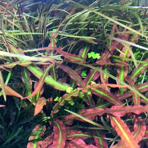 Cryptocoryne Spiralis “Tiger”