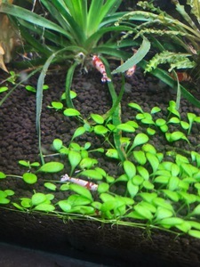 Запуск на hagen fluval stratum