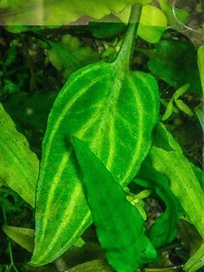 Cryptocoryne Spiralis “Tiger”