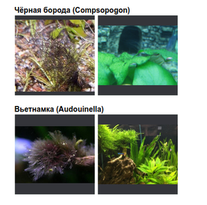 Черная борода(Compsopogon coeruleus)Вьетнамка(Audocinella)Олений рог(Staghorn)-путаница в названиях