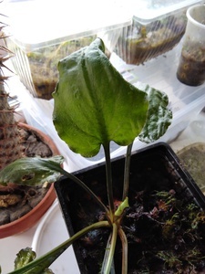 Криптокорина бурая (Cryptocoryne fusca)