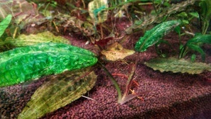 Cryptocoryne Keei (Криптокорина Ки)