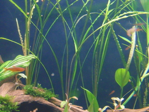 Cryptocoryne tonkinensis (Криптокорина тонкиненсис)