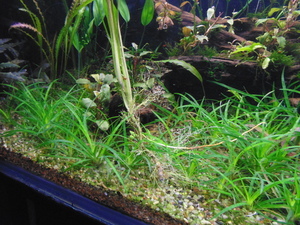 Cryptocoryne tonkinensis (Криптокорина тонкиненсис)