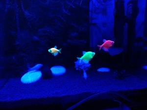 GloFish (ГлоФиш) - рыбы которые светятся