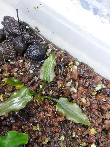 Cryptocoryne regina (sp. Silver Queen) - под водой