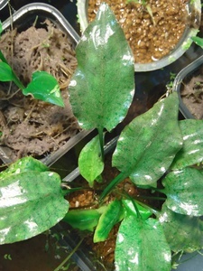 Cryptocoryne pallidinervia Engler