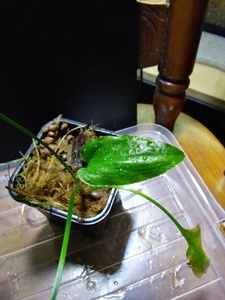 Криптокорина бурая (Cryptocoryne fusca)