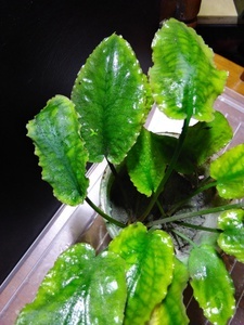 Криптокорина бурая (Cryptocoryne fusca)