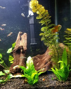 Опыт использования Fluval LED 3.0 Plant Spectrum