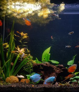 Опыт использования Fluval LED 3.0 Plant Spectrum