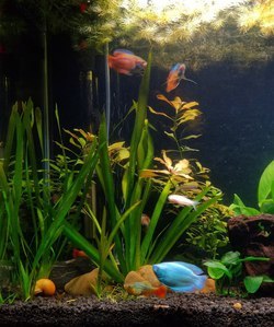 Опыт использования Fluval LED 3.0 Plant Spectrum