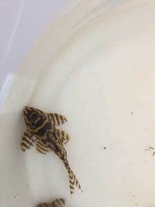 L-333 Hypancistrus sp. (Gold Zebra)