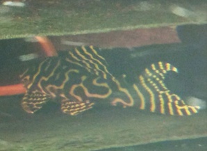 L-333 Hypancistrus sp. (Gold Zebra)