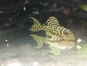 L-333 Hypancistrus sp. (Gold Zebra)