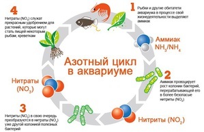 Запуск на грунте бенибаче