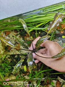 Cryptocoryne nurii var. raubensis vs. Cryptocoryne nurii var. nurii