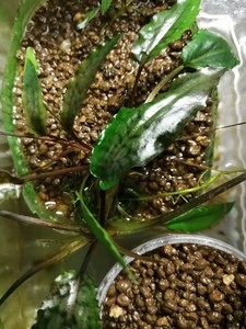 Cryptocoryne striolata (Криптокорина стриолата)