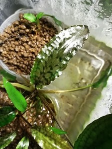 Cryptocoryne striolata (Криптокорина стриолата)