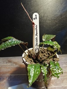 Cryptocoryne striolata (Криптокорина стриолата)