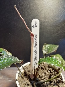 Cryptocoryne striolata (Криптокорина стриолата)