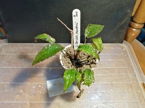 Cryptocoryne striolata (Криптокорина стриолата)