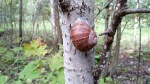 Мои аквариумы. Восстановление после переезда