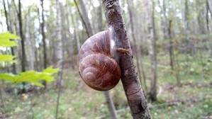 Мои аквариумы. Восстановление после переезда