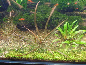 Cryptocoryne sp.Maharashtra