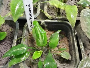 Cryptocoryne Nurii "Platinum" (Криптокорина Нури платиновая)