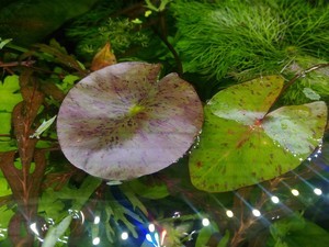 Nymphaea sp. dwarf santarem (нимфея -карлик из Сантарема, Бразилия)