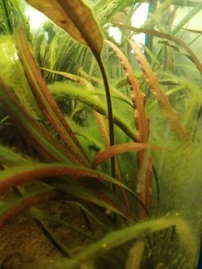 Cryptocoryne sp. 'Maharashtra Red'  и Cryptocoryne Spiralis “Tiger”.