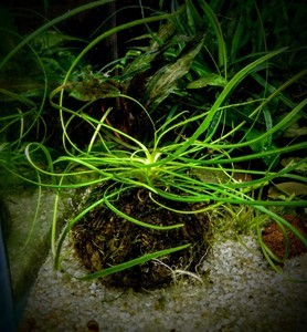 Cryptocoryne sp NILESHWAR-B.