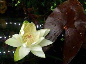 Nymphaea sp. dwarf santarem (нимфея -карлик из Сантарема, Бразилия)