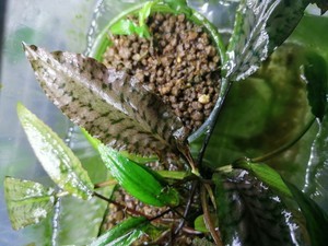 Cryptocoryne striolata (Криптокорина стриолата)