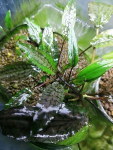 Cryptocoryne striolata (Криптокорина стриолата)