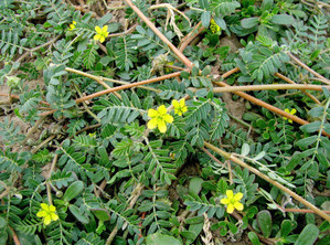 Ложная мимоза (Aeschynomene fluitans)