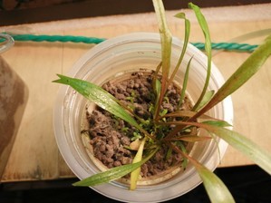 Cryptocoryne Spiralis “Tiger”