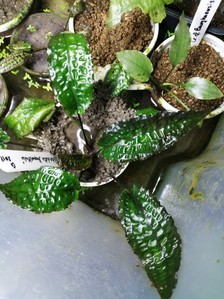 Cryptocoryne striolata (Криптокорина стриолата)