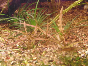 Cryptocoryne albida (Криптокорина Альбида)