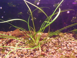 Cryptocoryne sp NILESHWAR-B.